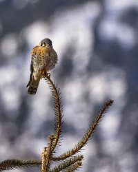 R5M24161-DxO_DeepPRIME XD2s.jpg