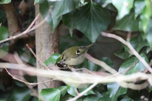 6L8A3375Rii_DPP4_iso40k_Goldcrest_lr.JPG