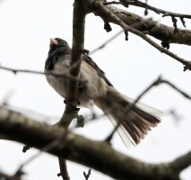 5D3_2970 crop-topaz2-upscale-2.6x.JPG