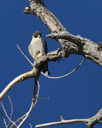 R5M26754-DxO_DeepPRIME XD2s.jpg