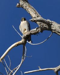 R5M26733-DxO_DeepPRIME XD2s.jpg