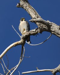 R5M26696-DxO_DeepPRIME XD2s.jpg