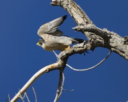 R5M26798-DxO_DeepPRIME XD2s.jpg