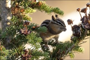59366_Chipmonk.jpg