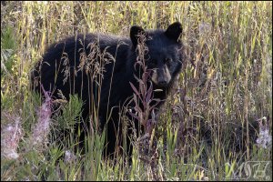 57747_Black Bear Cub.jpg