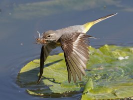6L8A9226-DxO_Grey_wagtail+insects_flying-lstm_best.jpeg