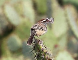 Cactus Wren w nesting material R52_8295.jpg