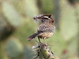 Cactus Wren w nesting material R52_8309.jpg