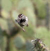 Cactus Wren w nesting material R52_8354.jpg
