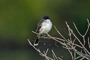 _66A4589Texture 2_Radiant-topaz-sharpen.jpg _66A4589Texture 2_Radiant-topaz-sharpen.jpg