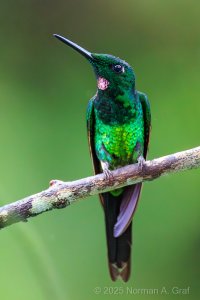 2025-11-19-13-43-57_7X4A3932_R5MkII.JPG 2025-11-19-13-43-57_7X4A3932_R5MkII.JPG