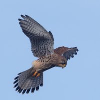 6L8A4462-DxO_kestrel_Hovering copy.jpg