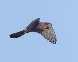 6L8A4552-DxO_kestrel_Hovering.jpg