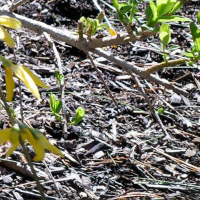 Screenshot 2026-01-31 at 11.22.39 AM.png