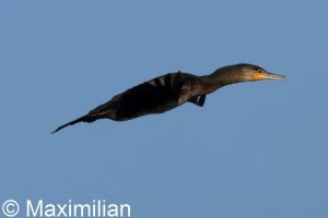 cormorant_2026_01.JPG