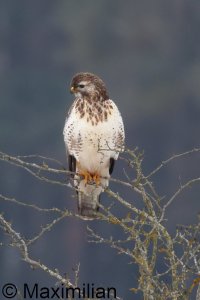 buzzard_c_2026_02.JPG