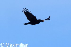 crow_2026_01.JPG