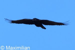 crow_2026_02.JPG