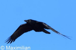 crow_2026_03.JPG
