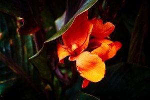 _DSF4714Texture 2_Radiant copy-topaz-sharpen.jpg _DSF4714Texture 2_Radiant copy-topaz-sharpen.jpg