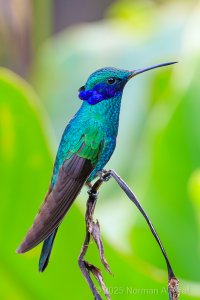 2025-11-21-16-51-45_7X4A9568_R5MkII.JPG 2025-11-21-16-51-45_7X4A9568_R5MkII.JPG