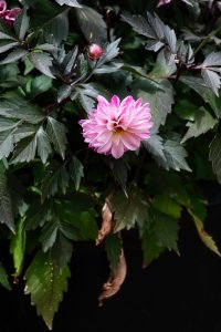 _DSF1628-topaz-sharpen.jpg _DSF1628-topaz-sharpen.jpg