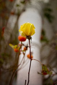 _V2A3652Texture 2-topaz-sharpen.jpg _V2A3652Texture 2-topaz-sharpen.jpg