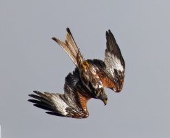 6L8A5724-DxO_Red_Kite_diving Firefly_sh2xcrop.jpg