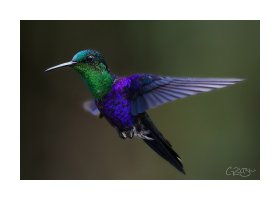 hummingbird.jpg