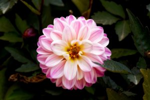 _36A6467_DxO copy-topaz-sharpen.jpg