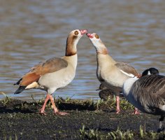 6L8A6212-DxO_Egyptian_geese_courting.jpg