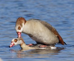 6L8A6227-DxO_Egyptian_geese_copulating.jpg
