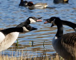 3R3A7096-DxO_Canadian_Geese_v_crop.jpg