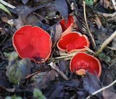 6L8A6450-DxO_Scarlet_elf_cup.jpg