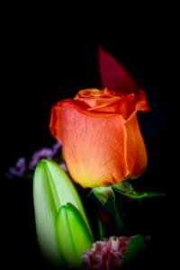 _66A8669_DxO_DxO (1)-topaz-sharpen.jpg