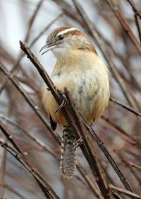 K41A5078 picasa crop-topaz2-sharpen ps fix.jpg