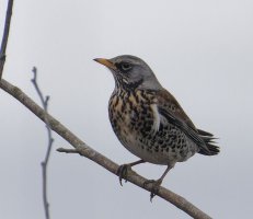 6L8A6596-DxO_Fieldfare.jpg
