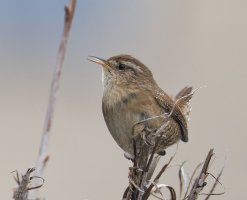 6L8A6657-DxO_Wren_singing.jpg