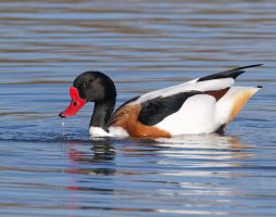 6L8A6204-DxO_Shelduck_Gemini.jpg