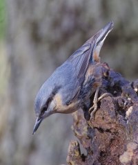6L8A6298-DxO_Nuthatch_Gemini_cv20.jpg
