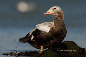 Plüschkopferpel Texel 2025-20-30 3 Copyright.jpg