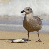 Larus glaucescens - Glaucous-winged Gull 8.jpg