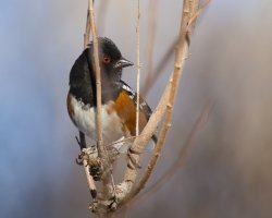 R5M20625-DxO_DeepPRIME XD2s.jpg