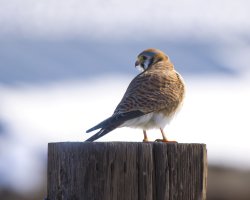 R5M20183-DxO_DeepPRIME XD2s.jpg