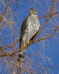 R5M20029-DxO_DeepPRIME XD2s.jpg