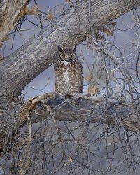 R5M20949-DxO_DeepPRIME XD2s.jpg