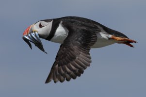 Papageientaucher Staple Island 2019-06-10_3.JPG