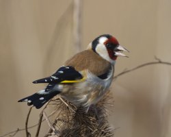 6L8A7380-DxO_Goldfinch_on_teasel.jpg