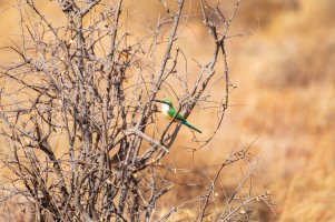 Bee-Eater (1).jpg