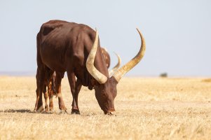 Ankole.jpg